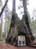 25 der erste 'tunnel tree', durch welche Postkutschen fuhren - ein zweiter Tunnel wurde 1881 als Touristen-Attraktion am anderen Ende des Nationalparkes in einen lebenden Mammutbaum (welcher aber 1969 einem Sturm zum Opfer fiel) geschlagen