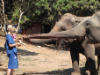 14_unser Elefantentag war der Hammer - vom Füttern ...