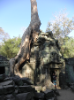 12. TaProhm - der Tempel, welcher vom Urwald 'aufgefressen' und 'gesprengt' wird