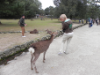 4 nebst den gefühlten tausend Tempel in Nara gab's auch jede Menge der frechen und absolut nicht scheuen Rehe, welche einem einfach in die Hose beissen, weil sie von den Guetzli wollen....