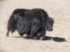 08_ein_Yak_das_Hochlandrind_der_Mongolei.jpg